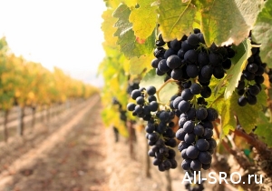  Закон о СРО виноградарей и виноделов принят