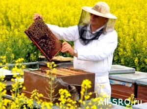  Пчеловодам предлагают СРО